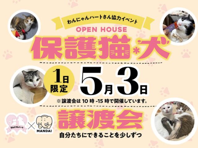 姶良市東餅田で保護猫・犬譲渡会（2026/05/03） | オーリック建設